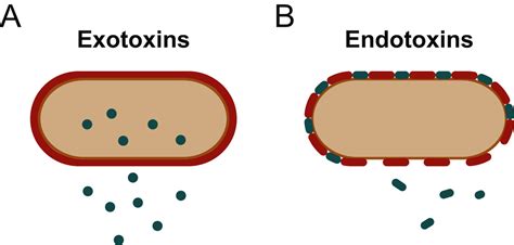 Bacterial Endotoxins .